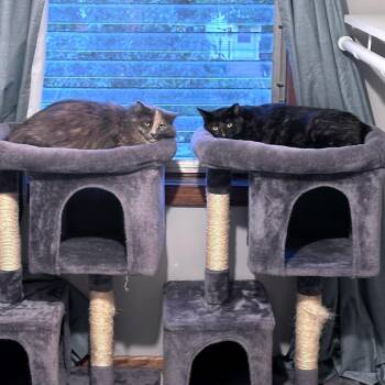 Goldie C3528 -  Domestic Long Hair and Domestic Short Hair Cat for Adoption - Goldie C3528 | PetCurious