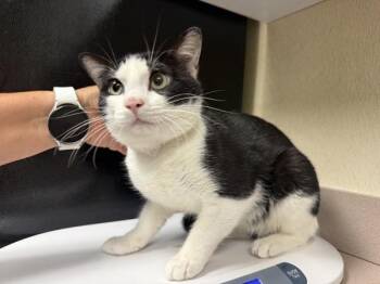 Quantum -  Domestic Short Hair Cat for Adoption in Salisbury, Maryland - Quantum | PetCurious