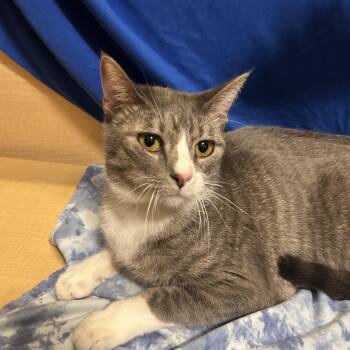 Mocha -  Domestic Short Hair Cat for Adoption - Mocha | PetCurious