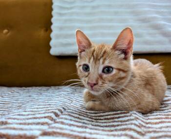 Rescue Domestic Short Hair Cats for Adoption in Chicago, Illinois - Grover (bonded With Daria) | PetCurious