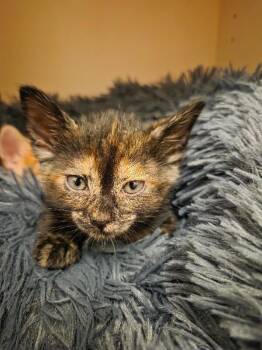 Jane Curtin - SNL Litter -  Tortoiseshell Cat Available for Adoption in Anthem, Arizona - Jane Curtin - SNL Litter | PetCurious