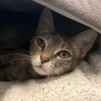 Domestic Short Hair Cats Available for Adoption in Fort Collins, Colorado - Cherry Cheesecake | PetCurious