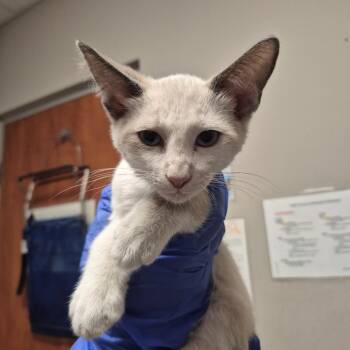 Dallas -  Domestic Short Hair Cat for Adoption in Yuma, Arizona - Dallas | PetCurious