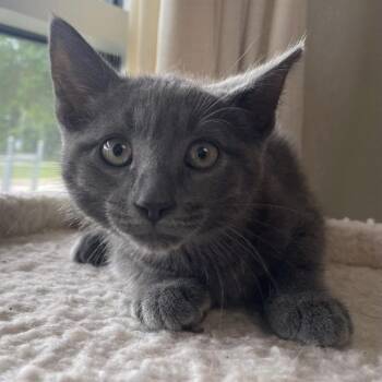 Diego -  Domestic Medium Hair Cat for Adoption in Kansas City, Missouri - Diego | PetCurious