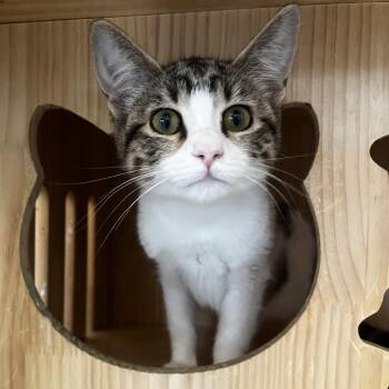 Ellie -  Domestic Short Hair Cat for Adoption in Yucca Valley, California - Ellie | PetCurious