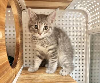 Viserion -  Domestic Short Hair Cat for Adoption in Mission Viejo, California - Viserion | PetCurious