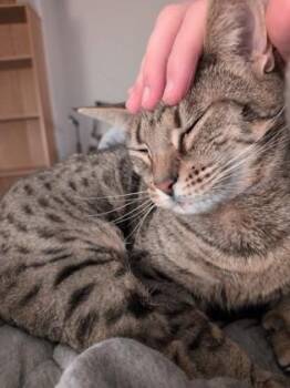 Cremini -  Domestic Short Hair Cat for Adoption in Bellevue, Washington - Cremini | PetCurious
