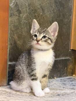 Domestic Short Hair and Tabby Cats Available for Adoption in San Jose, California - Cypress | PetCurious