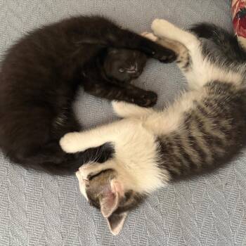 Raven -  Domestic Short Hair Cat for Adoption in York, Pennsylvania - Raven | PetCurious