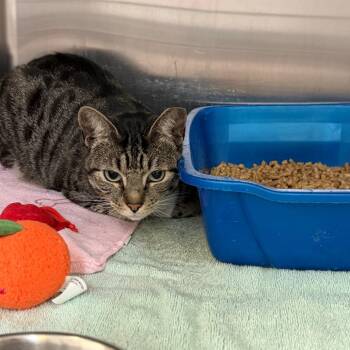 1191-C26 -  Domestic Short Hair Cat for Adoption in Port Charlotte, Florida - 1191-C26 | PetCurious