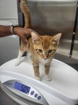 If2 Pierce -  Domestic Short Hair Cat for Adoption in Lawrenceville, Georgia - If2 Pierce | PetCurious