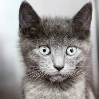 George -  Domestic Short Hair Cat for Adoption in Oakland, California - George | PetCurious