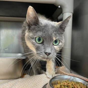 Grey -  Domestic Short Hair Cat for Adoption in Roanoke, Virginia - Grey | PetCurious