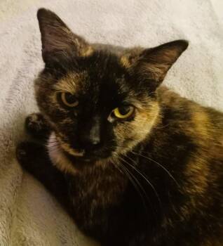 Rescue Domestic Short Hair Cats for Adoption in Prescott, Arizona - ROXY | PetCurious