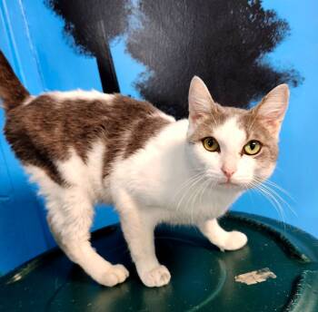 Rescue Domestic Short Hair Cats for Adoption in Shelbyville, Tennessee - Jackie | PetCurious