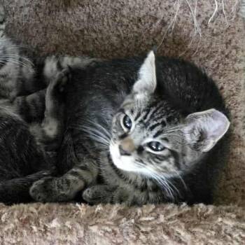 Rescue Domestic Short Hair Cats for Adoption in Tulsa, Oklahoma - Ripley | PetCurious