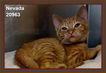 NEVADA (see also AMERICA and siblings) -  Domestic Short Hair and Tabby Cat for Adoption in Marietta, Georgia - NEVADA (see Also AMERICA And Siblings) | PetCurious