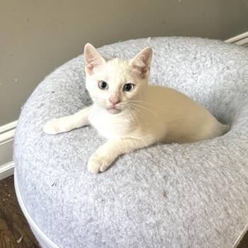 Domestic Short Hair Cats Available for Adoption in Durham, North Carolina - Lil Man | PetCurious