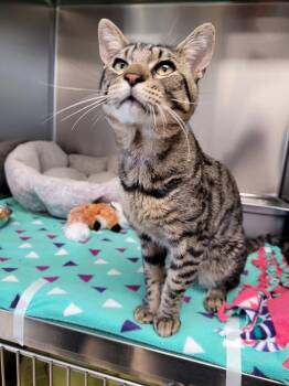 Tigre -  Domestic Short Hair Cat for Adoption in Logan, Utah - Tigre | PetCurious