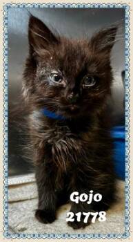 GOJO -  Domestic Medium Hair Cat for Adoption in Marietta, Georgia - GOJO | PetCurious