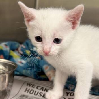 Domestic Short Hair Cats Available for Adoption in Marshall, Texas - Emerald | PetCurious