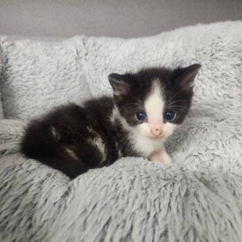 Rescue Domestic Long Hair Cats for Adoption in North Battleford, Saskatchewan - Cadet Whiskers | PetCurious
