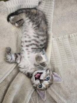 Pip -  Tabby Cat for Adoption in Newberg, Oregon - Pip | PetCurious