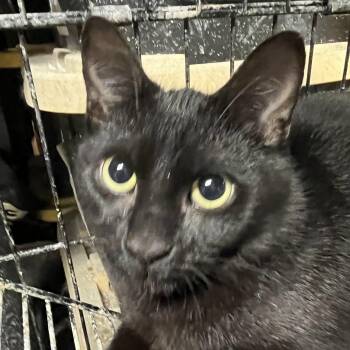 Domestic Short Hair Cats Available for Adoption - Kiana | PetCurious