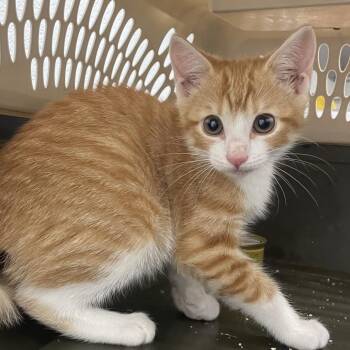 Noodle -  Domestic Short Hair Cat for Adoption in Marshall, Virginia - Noodle | PetCurious