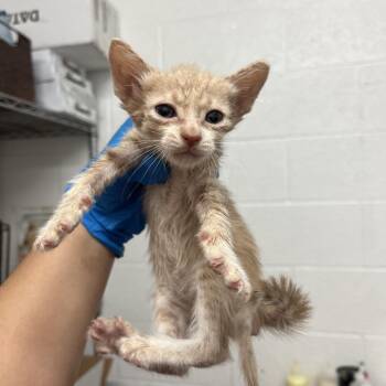 Inspector Gadget I4 -  Domestic Short Hair Cat for Adoption in Edinburg, Texas - Inspector Gadget I4 | PetCurious