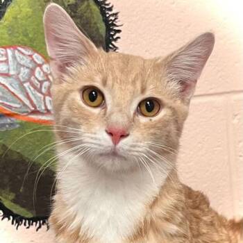 Domestic Short Hair Cats Available for Adoption - Raffi | PetCurious