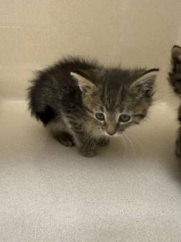 Wren -  Domestic Short Hair Cat for Adoption in Pequot Lakes, Minnesota - Wren | PetCurious