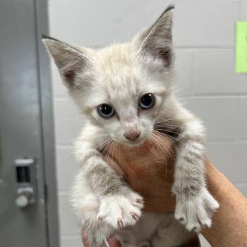 Domestic Short Hair Cats Available for Adoption in Lufkin, Texas - Custard | PetCurious