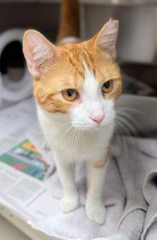 MR. GOLDENLOVE -  Domestic Short Hair Cat for Adoption in Fort Lauderdale, Florida - MR. GOLDENLOVE | PetCurious