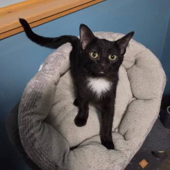 Rescue Domestic Short Hair Cats for Adoption in Saint Francis, Minnesota - Malcolm & Olivia | PetCurious