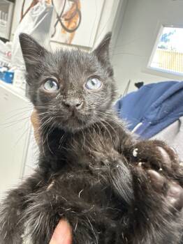 Rescue Domestic Short Hair Cats for Adoption in Pomona, New York - Bianca | PetCurious