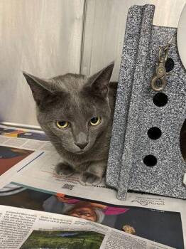 Russian Blue and Domestic Short Hair Cats Available for Adoption in Daytona Beach, Florida - Milo | PetCurious