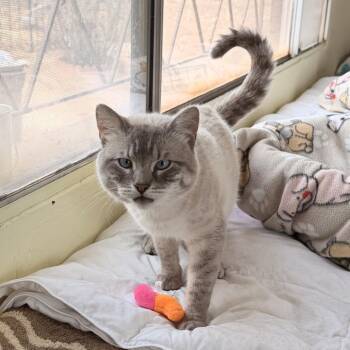 Lenny -  Siamese Cat for Adoption in Tucson, Arizona - Lenny | PetCurious