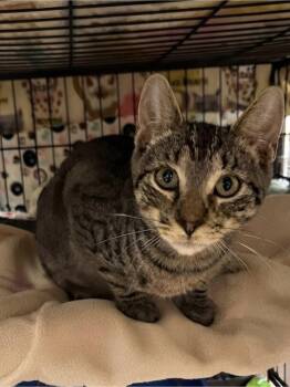 Van -  Domestic Short Hair Cat for Adoption in Blasdell, New York - Van | PetCurious