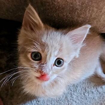 Jeffrey C12634 -  Domestic Short Hair Cat for Adoption - Jeffrey C12634 | PetCurious