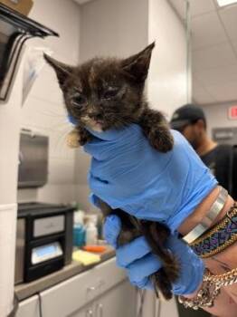 Domestic Short Hair Cats Available for Adoption in Gastonia, North Carolina - White Band | PetCurious