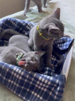 Oliver & Emma -  Russian Blue and American Shorthair Cat for Adoption - Oliver & Emma | PetCurious