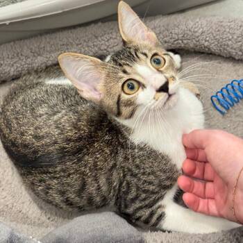 Oak Z -  Domestic Short Hair Cat for Adoption in Fort Lauderdale, Florida - Oak Z | PetCurious