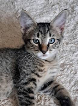 Loki -  Domestic Short Hair Cat for Adoption in Pompano Beach, Florida - Loki | PetCurious
