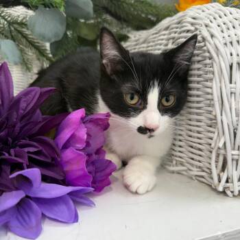 Fable Harbor 56361 -  Domestic Short Hair Cat for Adoption in Eaton Rapids, Michigan - Fable Harbor 56361 | PetCurious