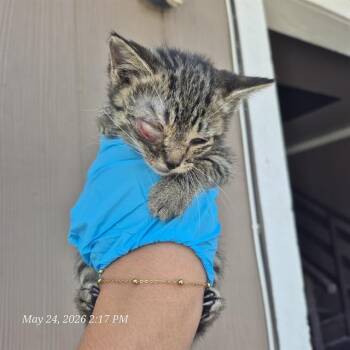 Domestic Short Hair Cats Available for Adoption in San Antonio, Texas - KATARA | PetCurious