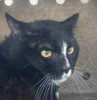 Rescue Domestic Short Hair Cats for Adoption in West Chester, Pennsylvania - Huey | PetCurious