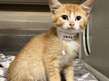Domestic Short Hair Cats Available for Adoption in Tustin, California - RAY | PetCurious