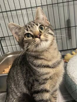 Vega -  Domestic Short Hair Cat for Adoption in Covington, Virginia - Vega | PetCurious