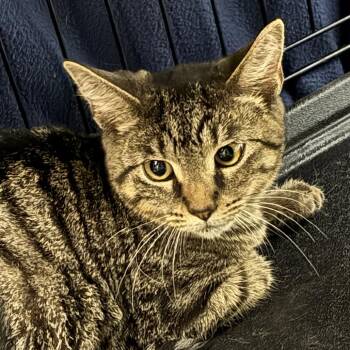 MPAC1053/Chris -  Domestic Short Hair Cat for Adoption in Oak Park, Illinois - MPAC1053/Chris | PetCurious